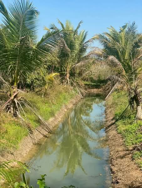 ขาย - ขาย ที่ดินพร้อมสวนมะพร้าว ขนาด22-1-25.6 ไร่ ต.วังชะพลู อ.ขาณุวรลักษบุรี จ.กำแพงเพชร, กำแพงเพชร