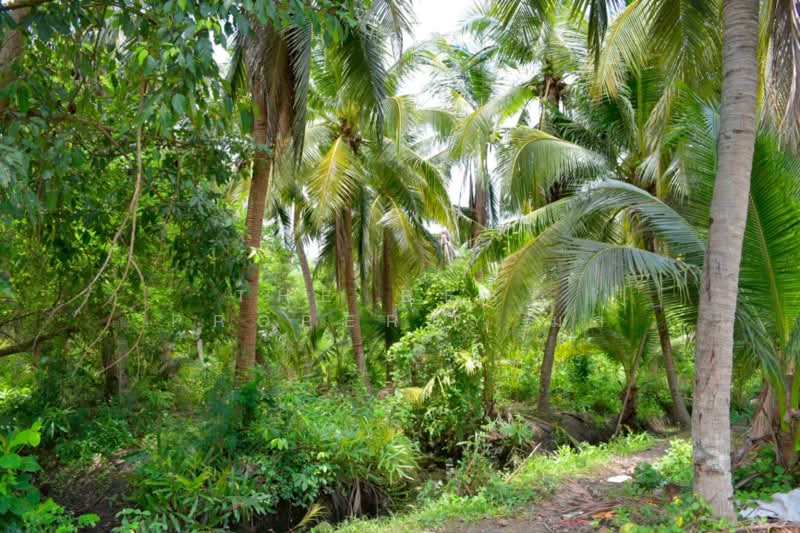 ที่ดินอัมพวา สมุทรสงคราม, Samut Songkhram, Plai Phongphang, Amphawa, Samut Songkhram, , 21,804 sqm, Land For Sale, by The Best Property มล, 500284326 - DDproperty.com