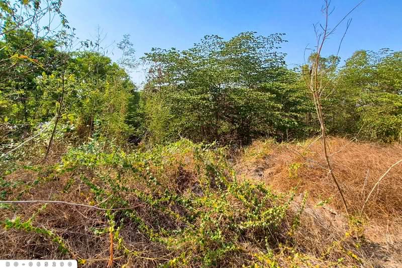 For Sale - Land for sale in Ban Mi, Lopburi. 1 rai 386.6 sq.w. Near Ban Mi District Office. BO-065290, Lop Buri