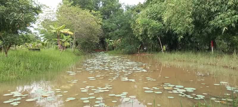 บ้าน สตูดิโอ, กรุงเทพ, ประเวศ, ประเวศ, กรุงเทพ, 47 ตร.ม., บ้านเดี่ยว ขาย, โดย Utaiwan Kiatpanya, 500287572 - DDproperty.com