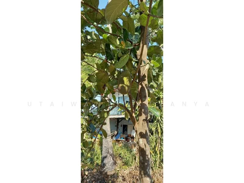 Studio House, Bangkok, Prawet, Prawet, Bangkok, Studio, 47 sqm, Single Detached House For Sale, by Utaiwan Kiatpanya, 500287572 - DDproperty.com