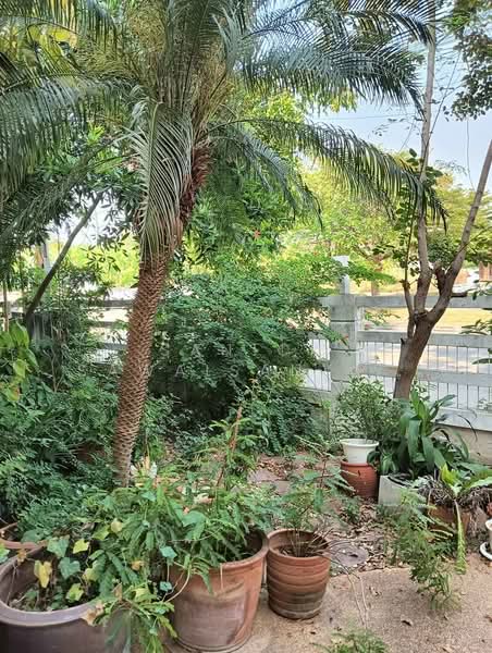 3-BR House, Bangkok, Dok Mai, Prawet, Bangkok, 3 Bedrooms, 204 sqm, Single Detached House For Sale, by Sanick Sawaisanyakorn, 500288104 - DDproperty.com