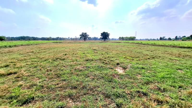 ที่ดินโพนทอง ร้อยเอ็ด, Roi Et, Pho Sri Sawang, Phon Thong, Roi Et, , 7,104 sqm, Land For Sale, by The Best Property ทองใบ, 500292173 - DDproperty.com
