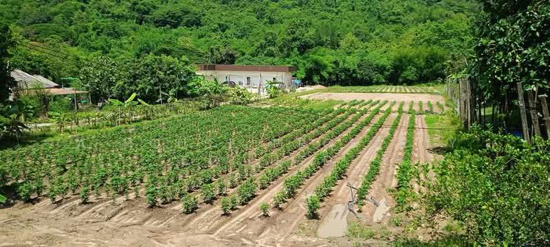 Beautiful land for sale, nestled against the mountains, in the Bowin area, Sriracha., Chon Buri (Pattaya), Bo Win, Si Racha, Chon Buri (Pattaya), , 800 sqm, Land For Sale, by A House Property Co.,Ltd., 500294765 - DDproperty.com