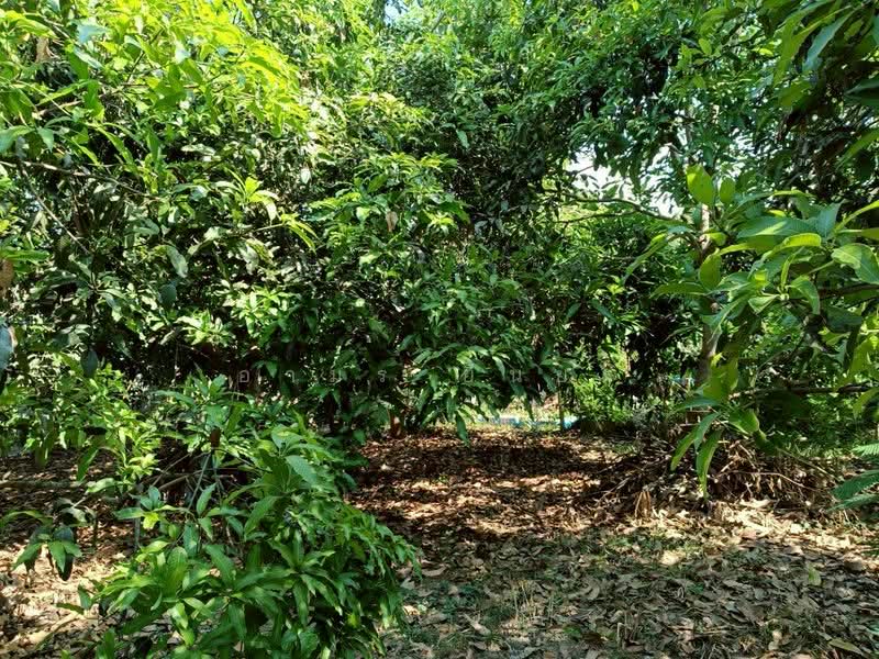 บ้านโฮ่ง, Lamphun, Sri Tia, Ban Hong, Lamphun, 3 Bedrooms, 85 sqm, Single Detached House For Sale, by Armon Yuenyong, 500296850 - DDproperty.com