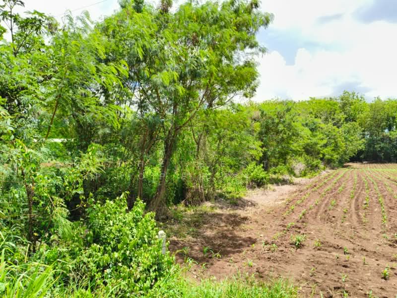 ที่ดินวังน้ำเย็น สระแก้ว, Sa Kaeo, Wang Nam Yen, Wang Nam Yen, Sa Kaeo, , 1,600 sqm, Land For Sale, by The Best Property ยุ, 500297813 - DDproperty.com