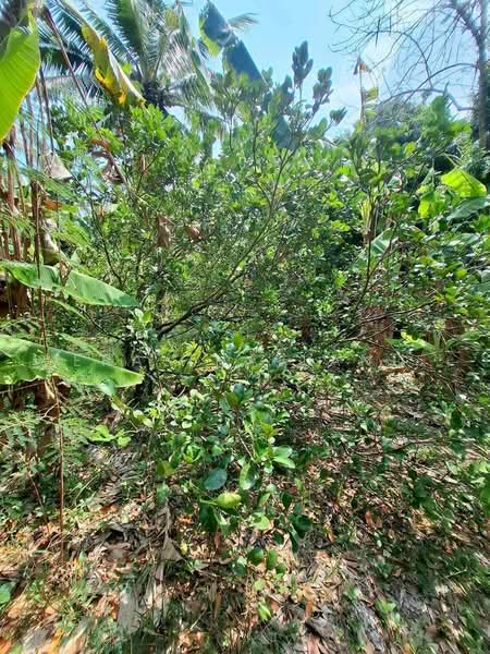 ที่ดินพร้อมบ้านสวนริมน้ำ อ.วัดเพลง จ.ราชบุรี, Ratchaburi, Wat Phleng, Wat Phleng, Ratchaburi, , 5,348 sqm, Land For Sale, by ERA Thailand, 500298691 - DDproperty.com