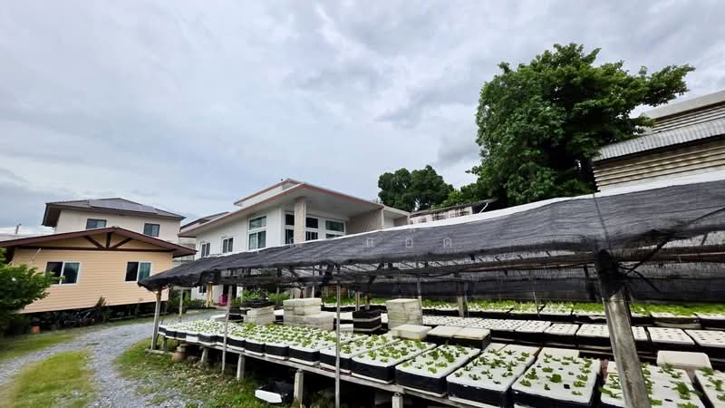 ขายบ้านเดี่ยว 2 หลัง พร้อมที่ดิน ขนาด 409 ตร.ว. พร้อมกิจการ ใกล้รถไฟฟ้า MRT สถานีแยกติวานนท์ บางกรวย, Nonthaburi, Bang Si Thong, Bang Kruai, Nonthaburi, 5 Bedrooms, 1,636 sqm, Single Detached House For Sale, by คุณ แอ๊ด, 500299077 - DDproperty.com