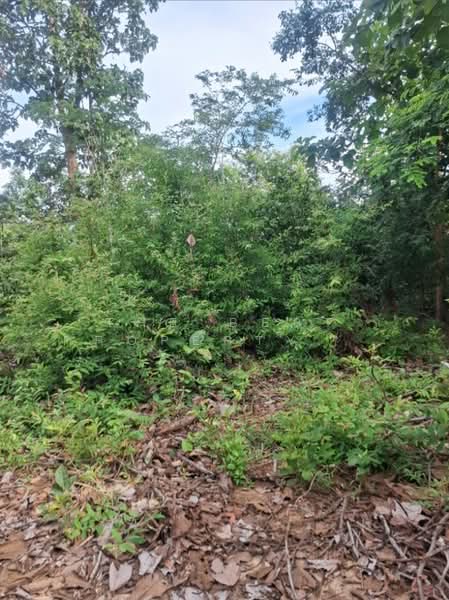 ที่ดินเทิง เชียงราย, Chiang Rai, Sri DonChai, Thoeng, Chiang Rai, , 1,600 sqm, Land For Sale, by The Best Property Agent ไนล์, 500299094 - DDproperty.com