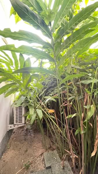 หมู่บ้านคาซ่าวิลล์ บ้านบึง (Casa Ville Baanbueng), ชลบุรี, หนองชาก, บ้านบึง, ชลบุรี, 38 ตร.ม., บ้านแฝด ขาย, โดย The Best Property  ที, 500299095 - DDproperty.com