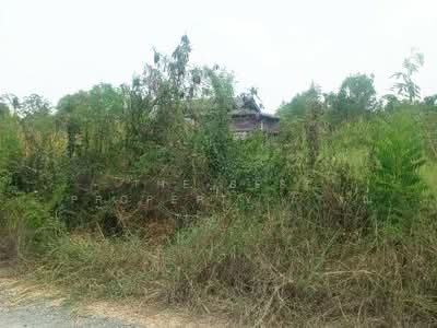ขาย - ที่ดินองครักษ์ นครนายก, นครนายก