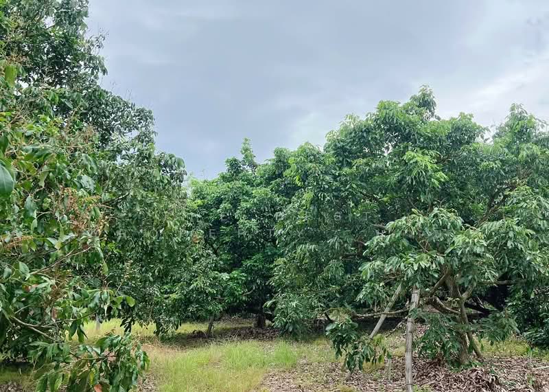 ที่ดินสอยดาว จันทบุรี, Chanthaburi, Pa Tong, Soydow, Chanthaburi, , 48,552 sqm, Land For Sale, by The Best Property บ๊วย, 500299324 - DDproperty.com