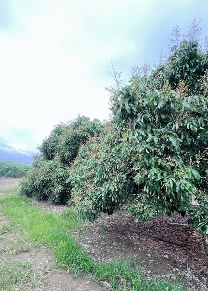 ที่ดินสอยดาว จันทบุรี, Chanthaburi, Pa Tong, Soydow, Chanthaburi, , 48,552 sqm, Land For Sale, by The Best Property บ๊วย, 500299324 - DDproperty.com