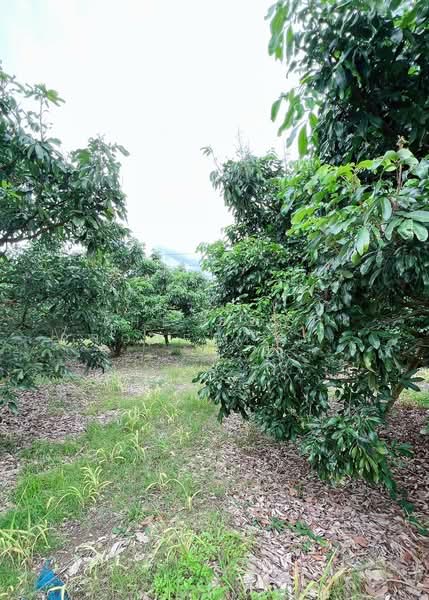 ที่ดินสอยดาว จันทบุรี, Chanthaburi, Pa Tong, Soydow, Chanthaburi, , 48,552 sqm, Land For Sale, by The Best Property บ๊วย, 500299324 - DDproperty.com