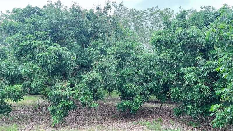 ที่ดินสอยดาว จันทบุรี, Chanthaburi, Pa Tong, Soydow, Chanthaburi, , 48,552 sqm, Land For Sale, by The Best Property บ๊วย, 500299324 - DDproperty.com