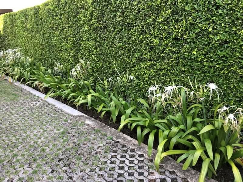บ้าน 2-ห้องนอน, กรุงเทพ, พระโขนงเหนือ, วัฒนา, กรุงเทพ, 99 ตร.ม., บ้านเดี่ยว ให้เช่า, โดย Pasupit Ditbanjong, 500299941 - DDproperty.com