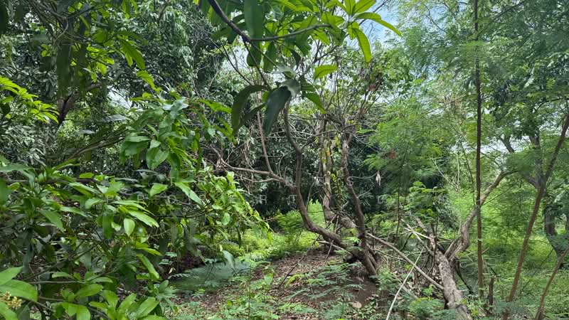 ที่ดินดอยสะเก็ด เชียงใหม่, เชียงใหม่, สง่าบ้าน, ดอยสะเก็ด, เชียงใหม่, 6,620 ตร.ม., ที่ดิน ขาย, โดย The Best Property บอย, 500301867 - DDproperty.com