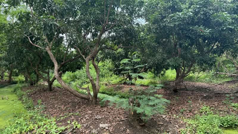 ที่ดินดอยสะเก็ด เชียงใหม่, Chiang Mai, Sa Nga Ban, Doi Saket, Chiang Mai, , 6,620 sqm, Land For Sale, by The Best Property บอย, 500301867 - DDproperty.com