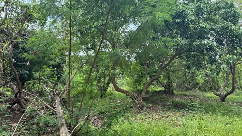 ที่ดินดอยสะเก็ด เชียงใหม่, Chiang Mai, Sa Nga Ban, Doi Saket, Chiang Mai, , 6,620 sqm, Land For Sale, by The Best Property บอย, 500301867 - DDproperty.com