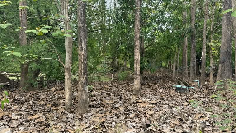 ที่ดินดอยสะเก็ด เชียงใหม่, Chiang Mai, Sa Nga Ban, Doi Saket, Chiang Mai, , 6,620 sqm, Land For Sale, by The Best Property บอย, 500301867 - DDproperty.com