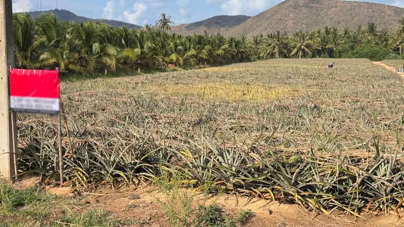 ที่ดินอ่าวน้อย ประจวบคีรีขันธ์, Prachuap Khiri Khan, Ao Noi, Muang Prachaubkirikhan, Prachuap Khiri Khan, , 27,532 sqm, Land For Sale, by The Best Property   ณรงค์, 500302348 - DDproperty.com