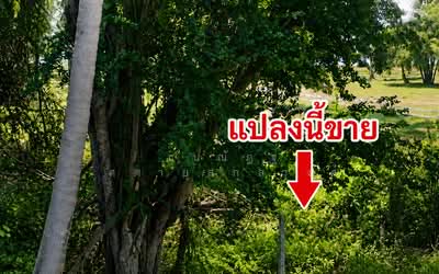 ขาย - ประจวบคีรีขันธ์, ประจวบคีรีขันธ์