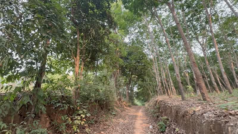 ขายที่ดิน ทำเลทอง อำเภอสังคม จังหวัดหนองคาย, Nong Khai, Sangkhom, Sangkhom, Nong Khai, , 30,896 sqm, Land For Sale, by คุณ วิญากร, 500303496 - DDproperty.com