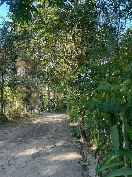 Detached house Mae Rim, Chiang Mai, Mae Ram, Mae Rim, Chiang Mai, 2 Bedrooms, 190 sqm, Single Detached House For Rent, by Shori Asset Group Co., Ltd., 500304929 - DDproperty.com