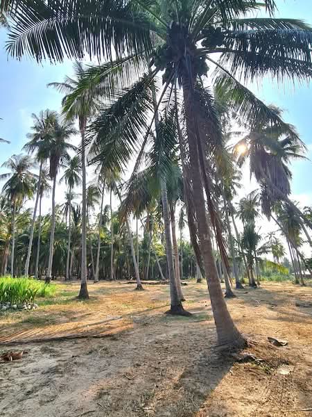 ขายที่ดินประจวบคีรีขันธ์ อำเภอเมือง พร้อมห้องเช่า เนื้อที่ 3-0-23 ไร่ ใกล้หาดคลองวาฬ, ประจวบคีรีขันธ์, คลองวาฬ, เมืองประจวบคีรีขันธ์, ประจวบคีรีขันธ์, 4,892 ตร.ม., ที่ดิน ขาย, โดย ฟารีดา ไทปทาน, 500305466 - DDproperty.com