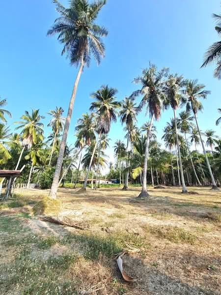 ขายที่ดินประจวบคีรีขันธ์ อำเภอเมือง พร้อมห้องเช่า เนื้อที่ 3-0-23 ไร่ ใกล้หาดคลองวาฬ, ประจวบคีรีขันธ์, คลองวาฬ, เมืองประจวบคีรีขันธ์, ประจวบคีรีขันธ์, 4,892 ตร.ม., ที่ดิน ขาย, โดย ฟารีดา ไทปทาน, 500305466 - DDproperty.com