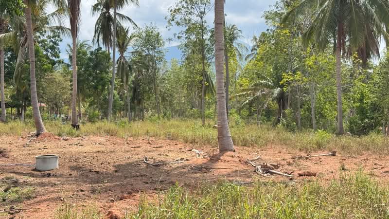 ที่ดินทับสะแก ประจวบคีรีขันธ์, ประจวบคีรีขันธ์, ห้วยยาง, ทับสะแก, ประจวบคีรีขันธ์, 8,000 ตร.ม., ที่ดิน ขาย, โดย The Best Property ณรงค์, 500305996 - DDproperty.com