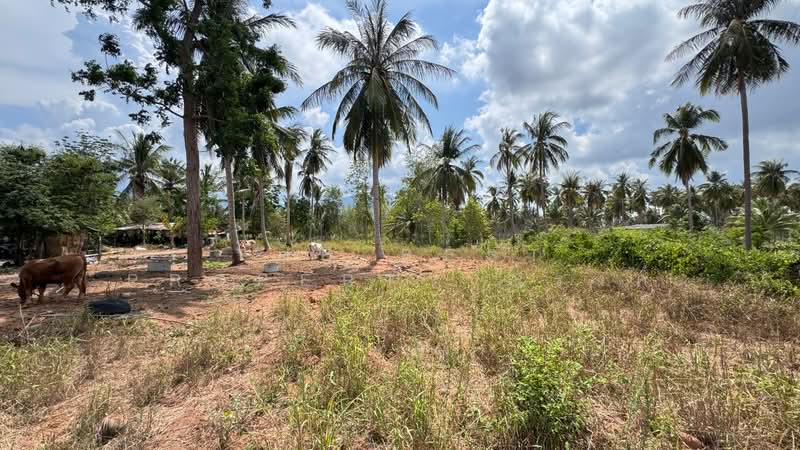 ที่ดินทับสะแก ประจวบคีรีขันธ์, ประจวบคีรีขันธ์, ห้วยยาง, ทับสะแก, ประจวบคีรีขันธ์, 8,000 ตร.ม., ที่ดิน ขาย, โดย The Best Property ณรงค์, 500305996 - DDproperty.com