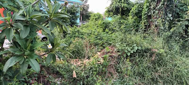 พฤกษา2 รังสิต-คลอง8, Pathum Thani, Lam Phak Kut, Thanyaburi, Pathum Thani, , 240 sqm, Land For Sale, by The Best Property นิ, 500306255 - DDproperty.com