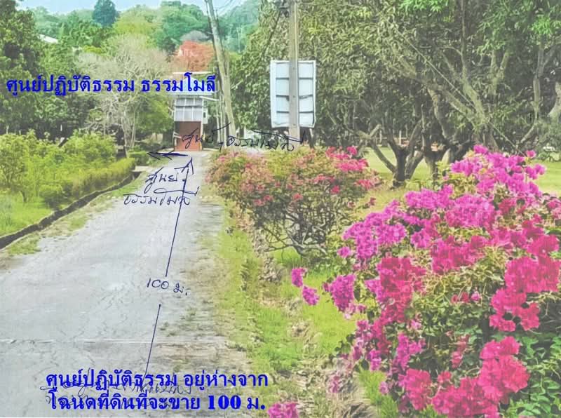 ที่ดินปากช่อง นครราชสีมา, Nakhon Ratchasima, Nong Nam Sang, Pak Chong, Nakhon Ratchasima, , 788 sqm, Land For Sale, by The Best Property ปุ้ยกี้, 500307957 - DDproperty.com