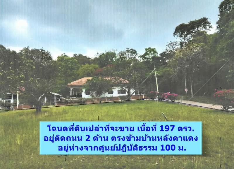 ที่ดินปากช่อง นครราชสีมา, นครราชสีมา, หนองน้ำแดง, ปากช่อง, นครราชสีมา, 788 ตร.ม., ที่ดิน ขาย, โดย The Best Property ปุ้ยกี้, 500307957 - DDproperty.com