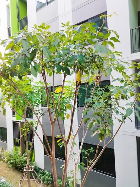 V Condo, Bangkok, 129 Chalongkrung Road, Lam Pla Tiew, Lat Krabang, Bangkok, Studio, 24 sqm, Condo For Sale, by Papavalin Techatanaphuwit, 500308685 - DDproperty.com