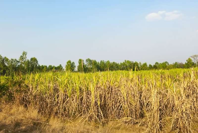 ที่ดินประโคนชัย บุรีรัมย์, Buri Ram, Chorakhe Mak, Prakhon Chai, Buri Ram, , 45,828 sqm, Land For Sale, by The Best Property ยุ, 500309178 - DDproperty.com
