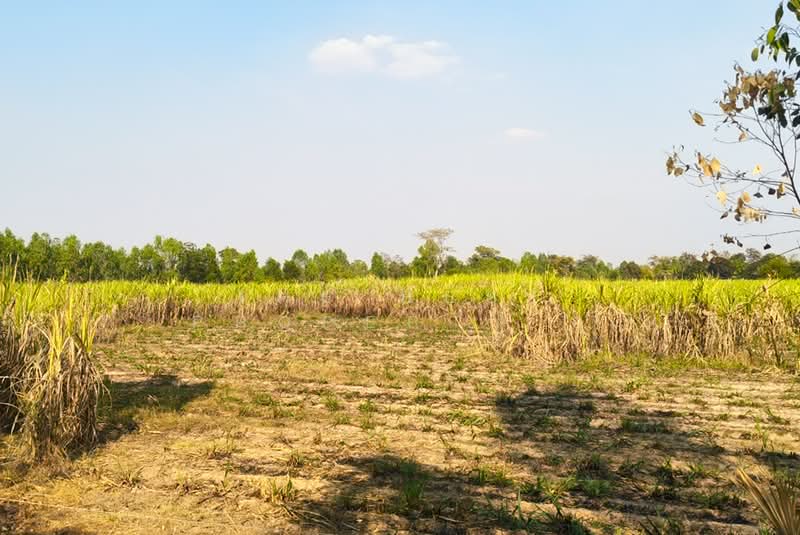 ที่ดินประโคนชัย บุรีรัมย์, Buri Ram, Chorakhe Mak, Prakhon Chai, Buri Ram, , 45,828 sqm, Land For Sale, by The Best Property ยุ, 500309178 - DDproperty.com
