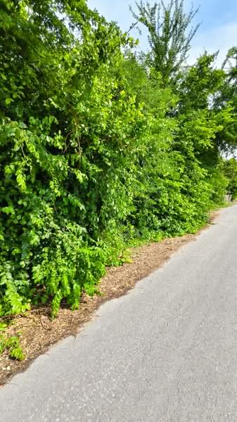 ที่ดินดอนเจดีย์ สุพรรณบุรี, Suphan Buri, Nong Sarai, Don Chedi, Suphan Buri, , 4,400 sqm, Land For Sale, by The Best Property Agent ลี, 500309239 - DDproperty.com