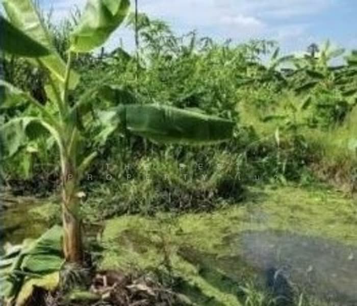 ที่ดินสามโคก ปทุมธานี, Pathum Thani, Ban Pa-thum, Sam Khok, Pathum Thani, , 7,832 sqm, Land For Sale, by The Best Property โบว์, 500309543 - DDproperty.com
