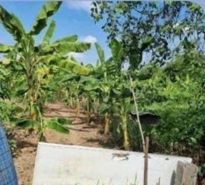 ที่ดินสามโคก ปทุมธานี, Pathum Thani, Ban Pa-thum, Sam Khok, Pathum Thani, , 7,832 sqm, Land For Sale, by The Best Property โบว์, 500309543 - DDproperty.com