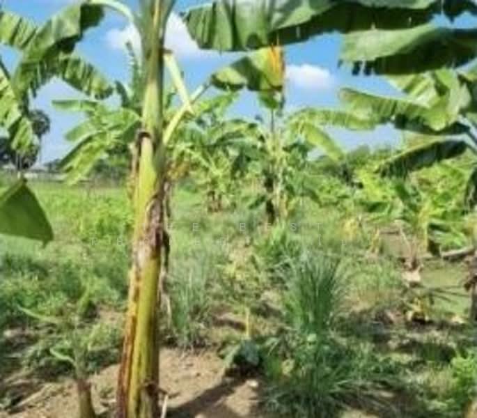 ที่ดินสามโคก ปทุมธานี, ปทุมธานี, บ้านปทุม, สามโคก, ปทุมธานี, 7,832 ตร.ม., ที่ดิน ขาย, โดย The Best Property โบว์, 500309543 - DDproperty.com