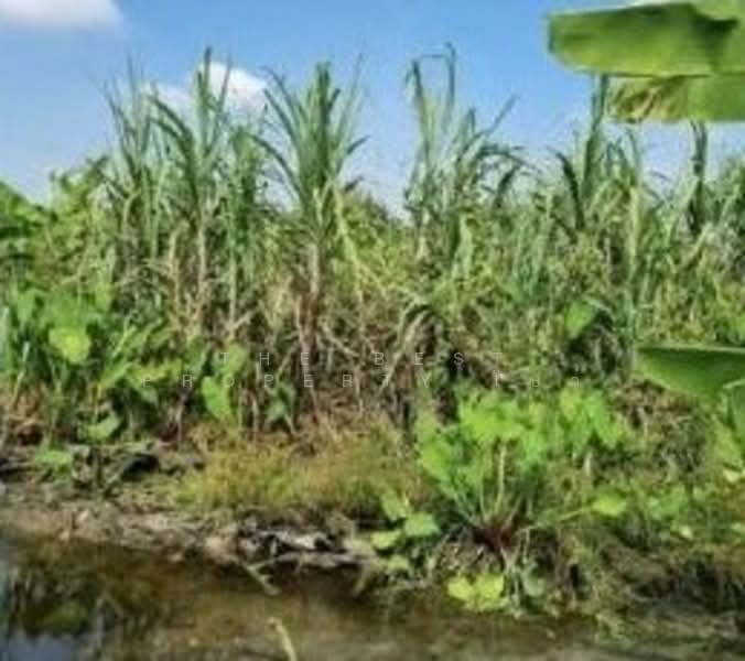 ที่ดินสามโคก ปทุมธานี, Pathum Thani, Ban Pa-thum, Sam Khok, Pathum Thani, , 7,832 sqm, Land For Sale, by The Best Property โบว์, 500309543 - DDproperty.com