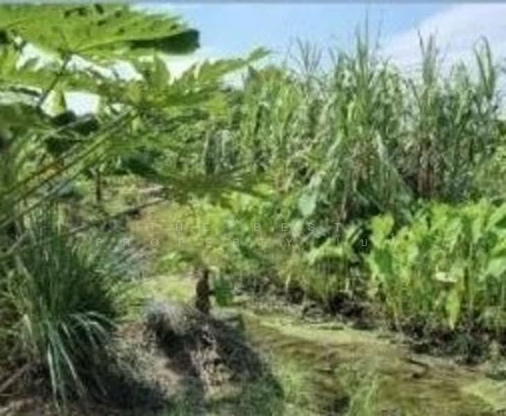 ที่ดินสามโคก ปทุมธานี, ปทุมธานี, บ้านปทุม, สามโคก, ปทุมธานี, 7,832 ตร.ม., ที่ดิน ขาย, โดย The Best Property โบว์, 500309543 - DDproperty.com
