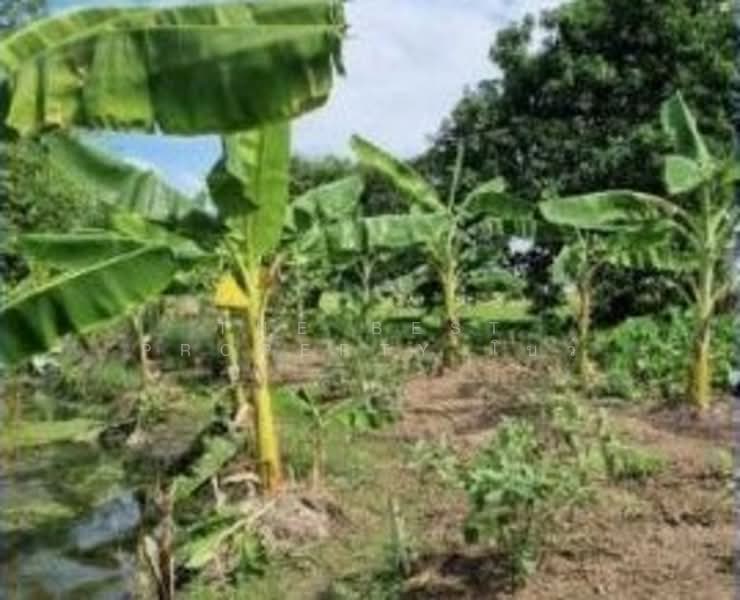 ที่ดินสามโคก ปทุมธานี, ปทุมธานี, บ้านปทุม, สามโคก, ปทุมธานี, 7,832 ตร.ม., ที่ดิน ขาย, โดย The Best Property โบว์, 500309543 - DDproperty.com