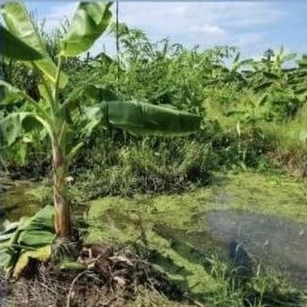 ที่ดินสามโคก ปทุมธานี, Pathum Thani, Ban Pa-thum, Sam Khok, Pathum Thani, , 7,832 sqm, Land For Sale, by The Best Property โบว์, 500309543 - DDproperty.com