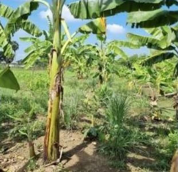 ที่ดินสามโคก ปทุมธานี, Pathum Thani, Ban Pa-thum, Sam Khok, Pathum Thani, , 7,832 sqm, Land For Sale, by The Best Property โบว์, 500309543 - DDproperty.com