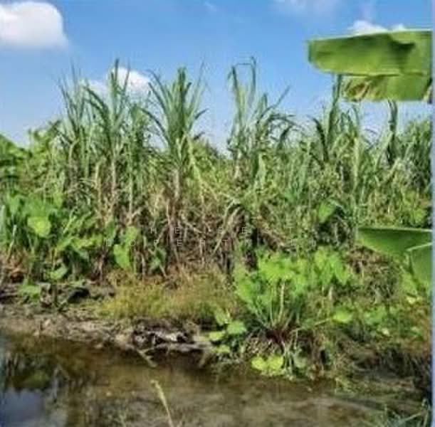 ที่ดินสามโคก ปทุมธานี, Pathum Thani, Ban Pa-thum, Sam Khok, Pathum Thani, , 7,832 sqm, Land For Sale, by The Best Property โบว์, 500309543 - DDproperty.com