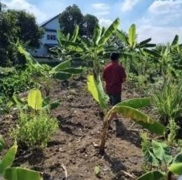 ที่ดินสามโคก ปทุมธานี, ปทุมธานี, บ้านปทุม, สามโคก, ปทุมธานี, 7,832 ตร.ม., ที่ดิน ขาย, โดย The Best Property โบว์, 500309543 - DDproperty.com