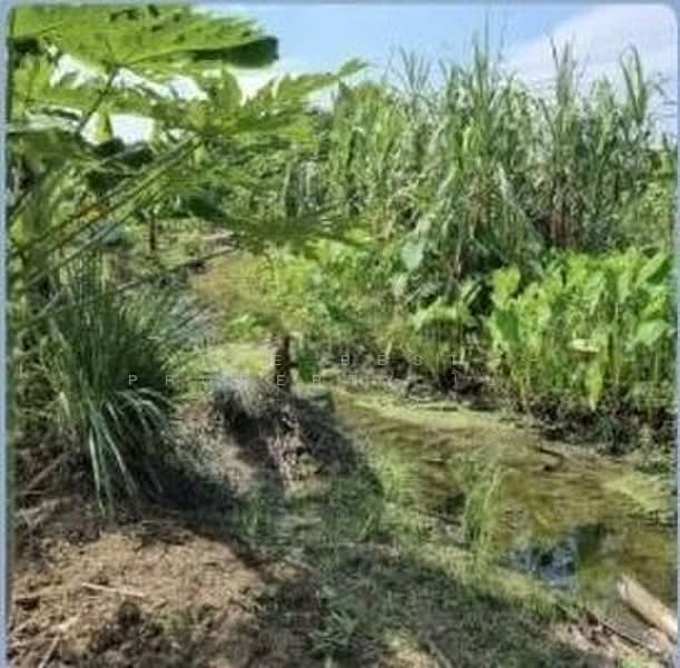 ที่ดินสามโคก ปทุมธานี, Pathum Thani, Ban Pa-thum, Sam Khok, Pathum Thani, , 7,832 sqm, Land For Sale, by The Best Property โบว์, 500309543 - DDproperty.com